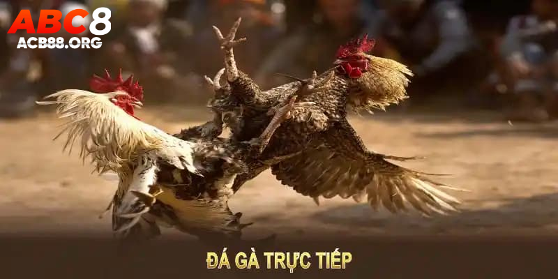 Đá gà trực tiếp